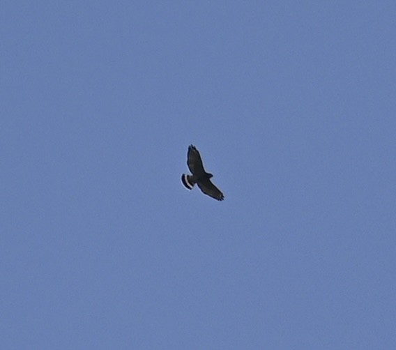 káně širokokřídlá - ML641880276