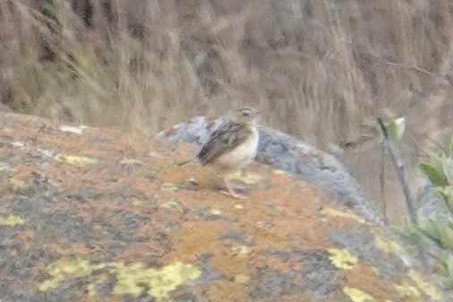 Cisticole gratte-nuage (groupe ayresii) - ML641880282