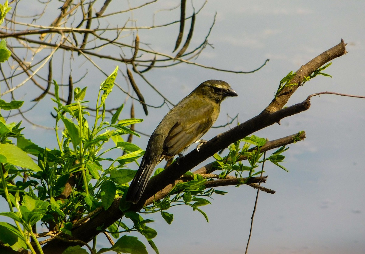 Bluish-gray Saltator - ML641880284