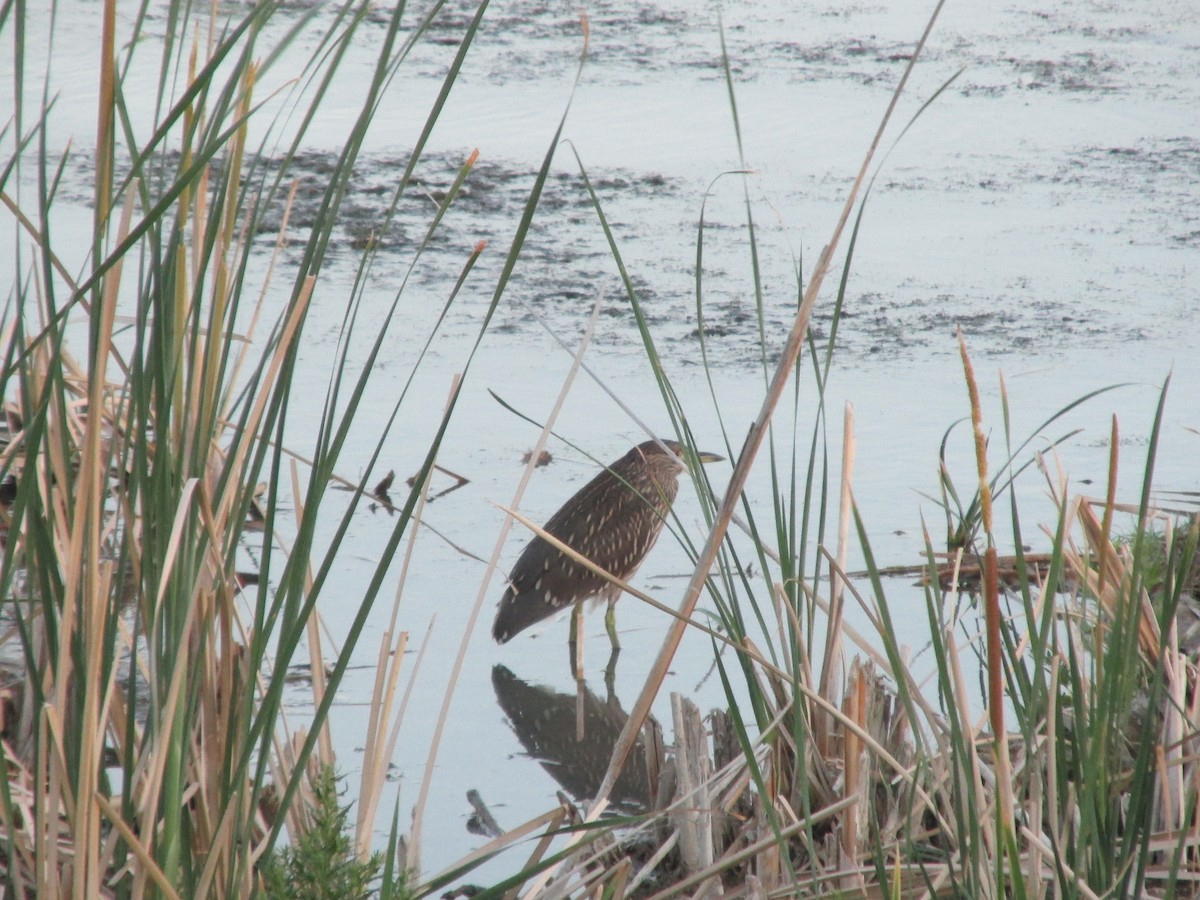 Black-crowned Night Heron - ML641880295