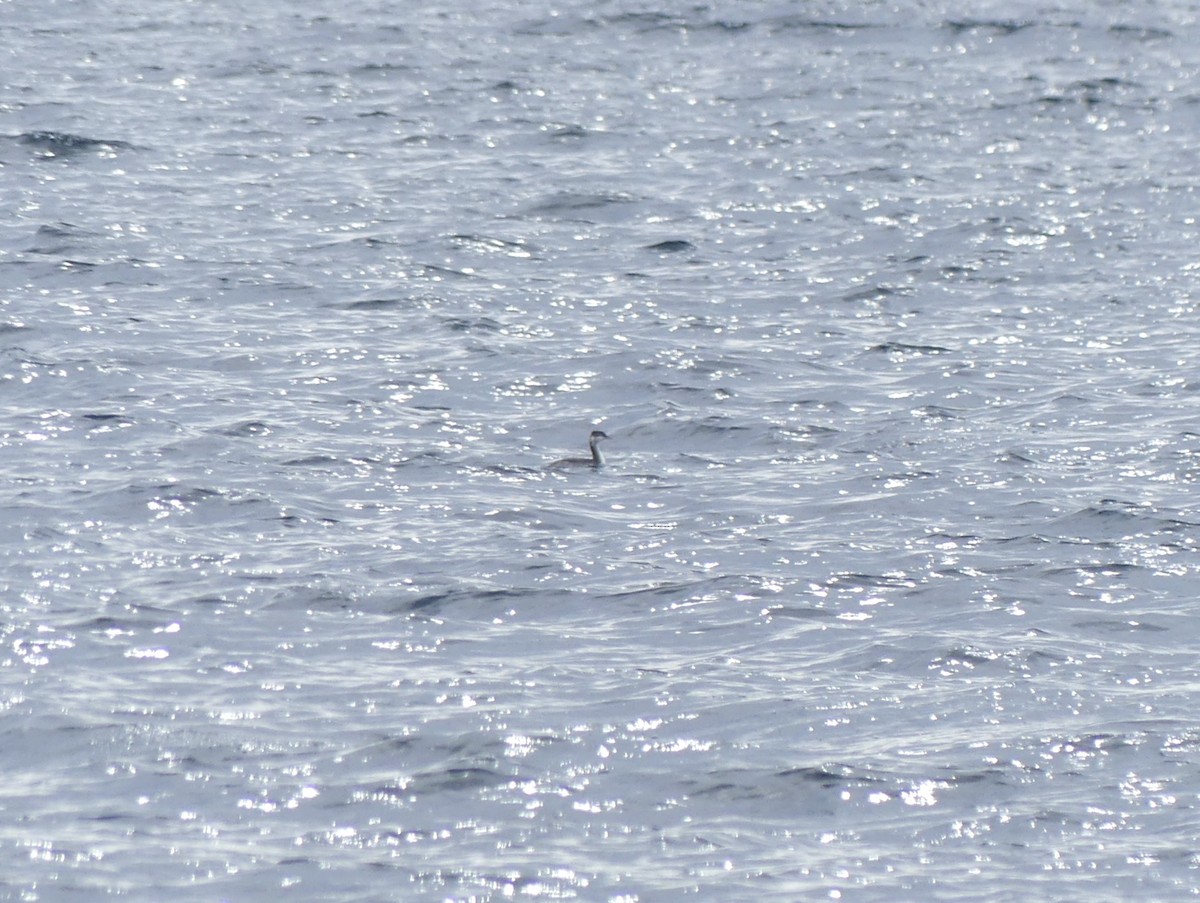 Horned Grebe - ML641880309
