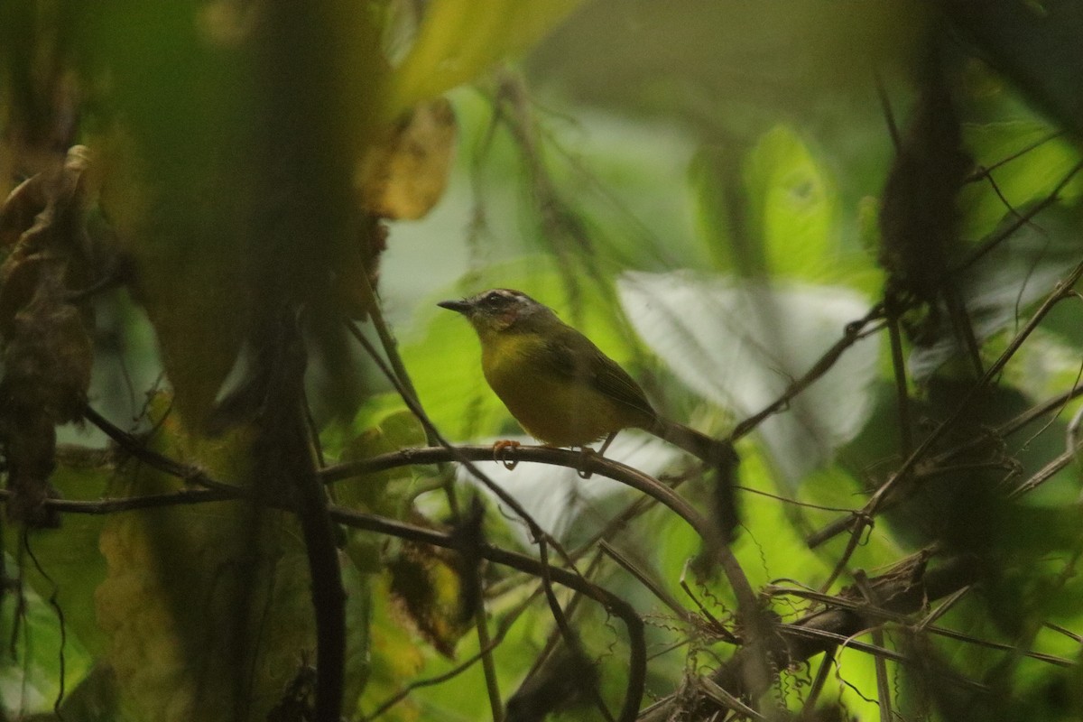 Chestnut-capped Warbler - ML641880328