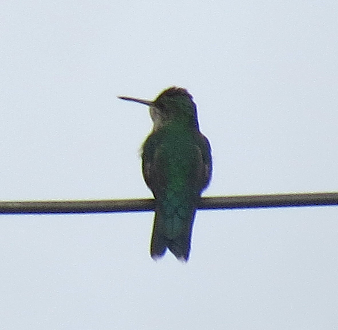 Violet-capped Woodnymph - ML641880367