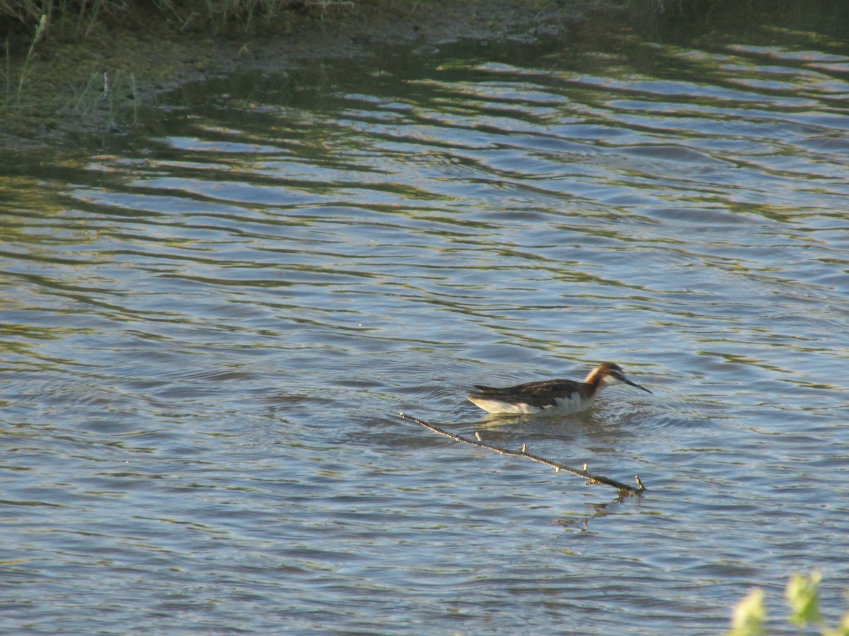Wilson's Phalarope - ML641880380
