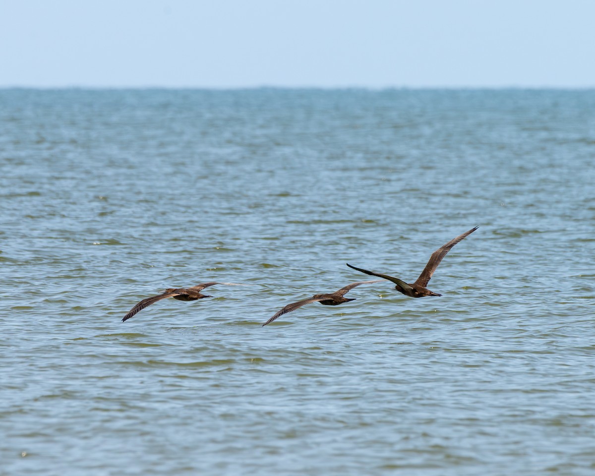 Brown Booby - ML641880384