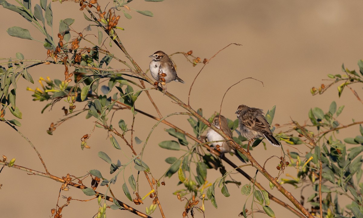 Lark Sparrow - ML641880390