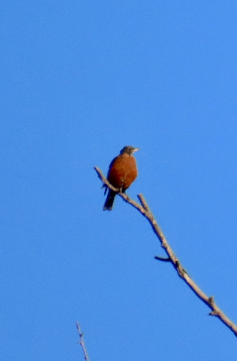 American Robin - ML641880395