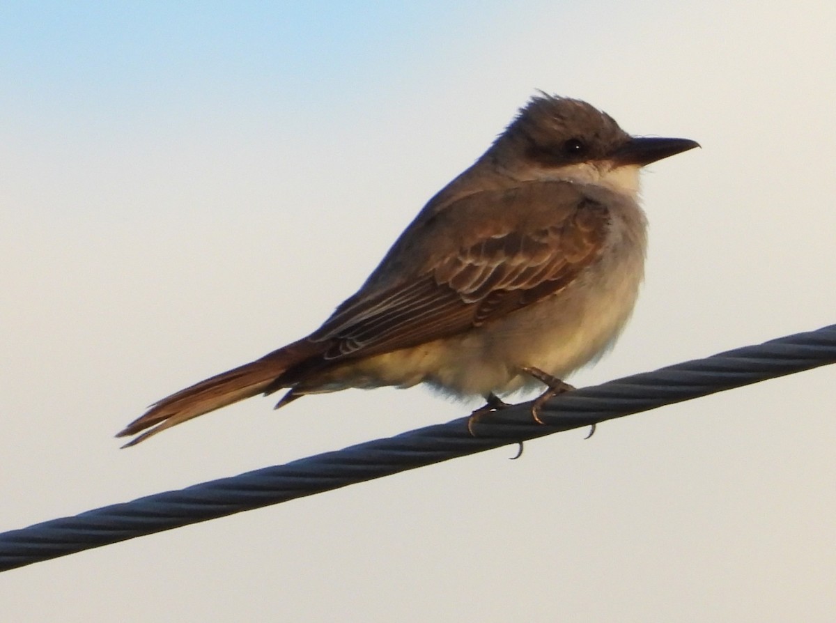 Gray Kingbird - ML641880396