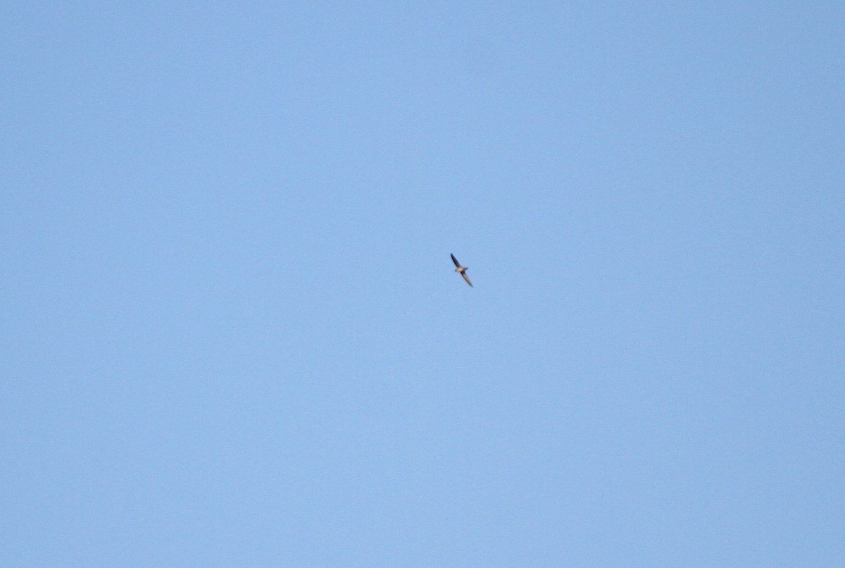 Vaux's Swift - ML641880429