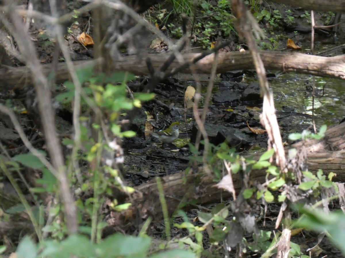 Gelbscheitel-Waldsänger - ML641880445