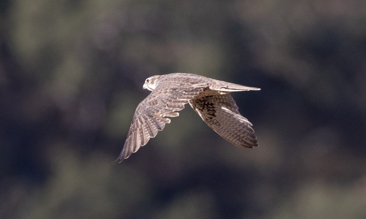 Prairie Falcon - ML641880458