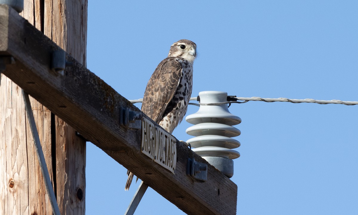 Prairie Falcon - ML641880459