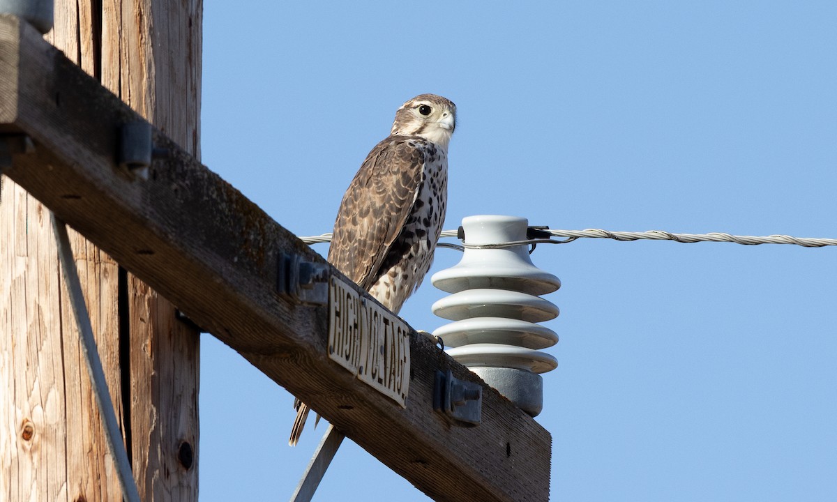 Prairie Falcon - ML641880460