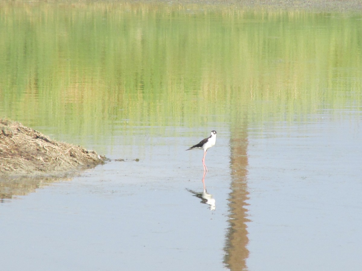Black-necked Stilt - ML641880473