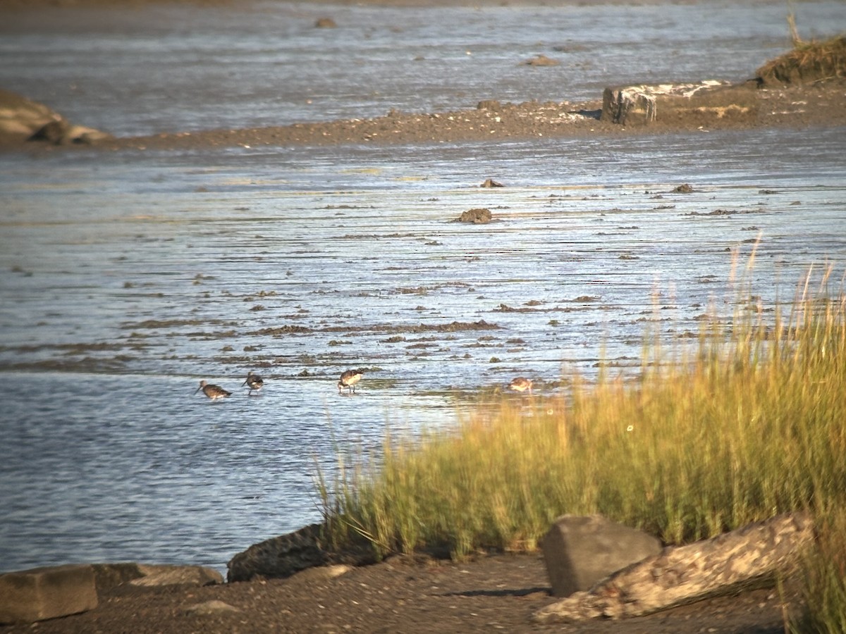 Hudsonian Godwit - ML641880478