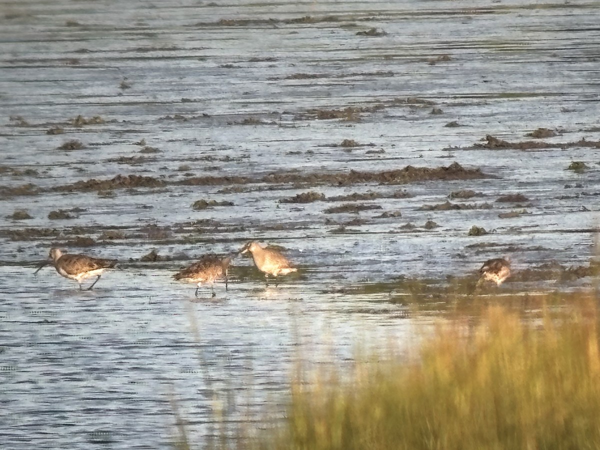 Hudsonian Godwit - ML641880479