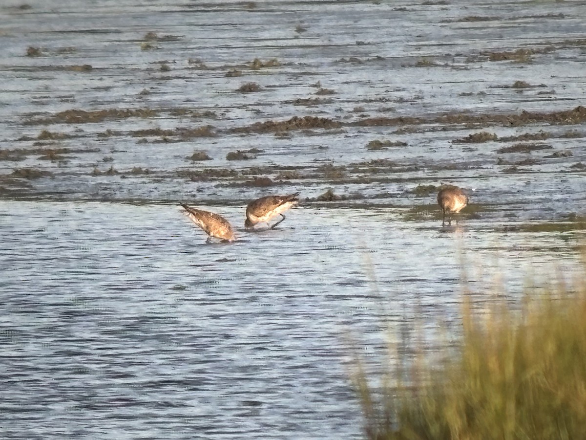 Hudsonian Godwit - ML641880480