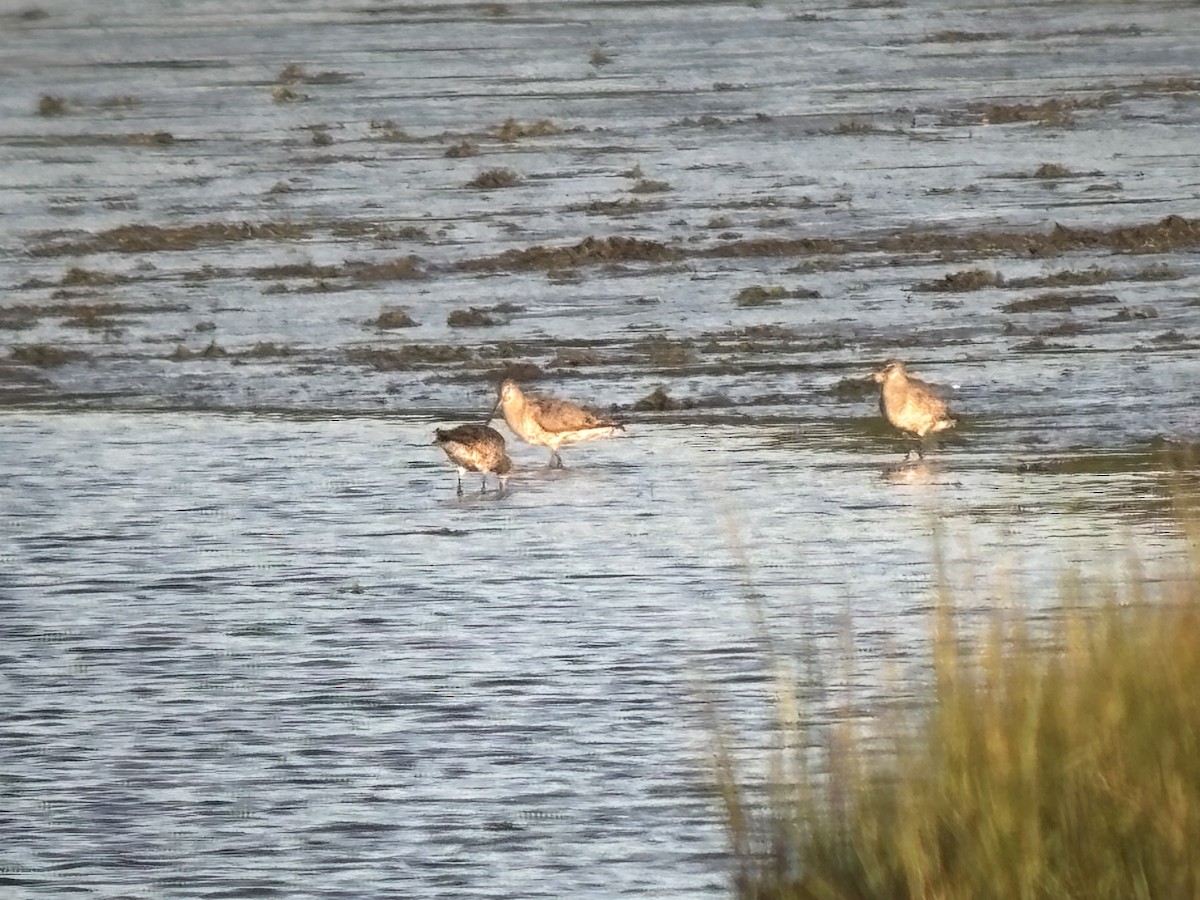 Hudsonian Godwit - ML641880481