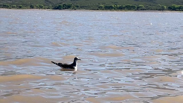Sabine's Gull - ML641880512