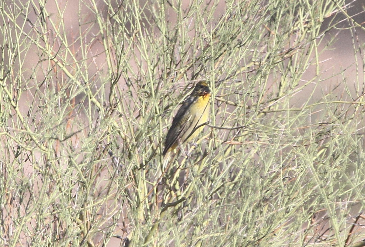Hepatic Tanager - ML641880513
