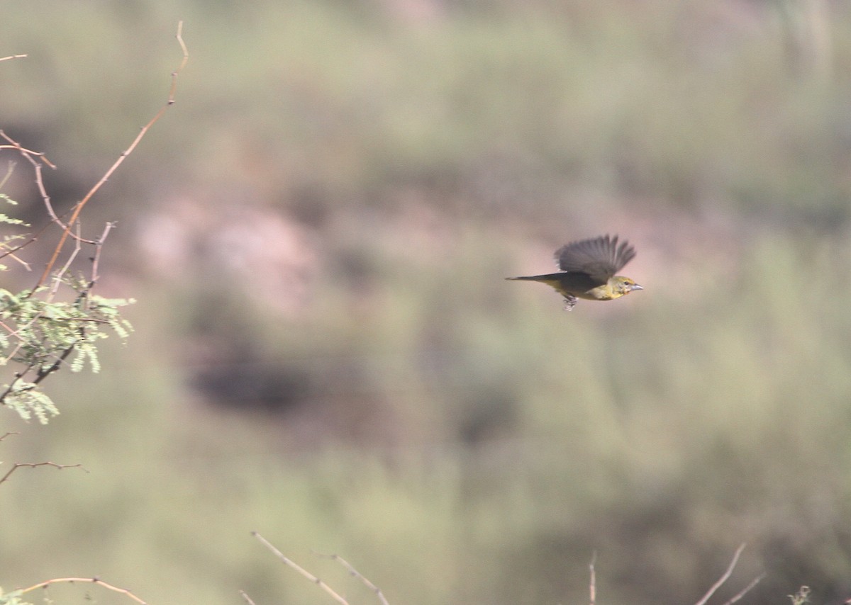 Hepatic Tanager - ML641880514