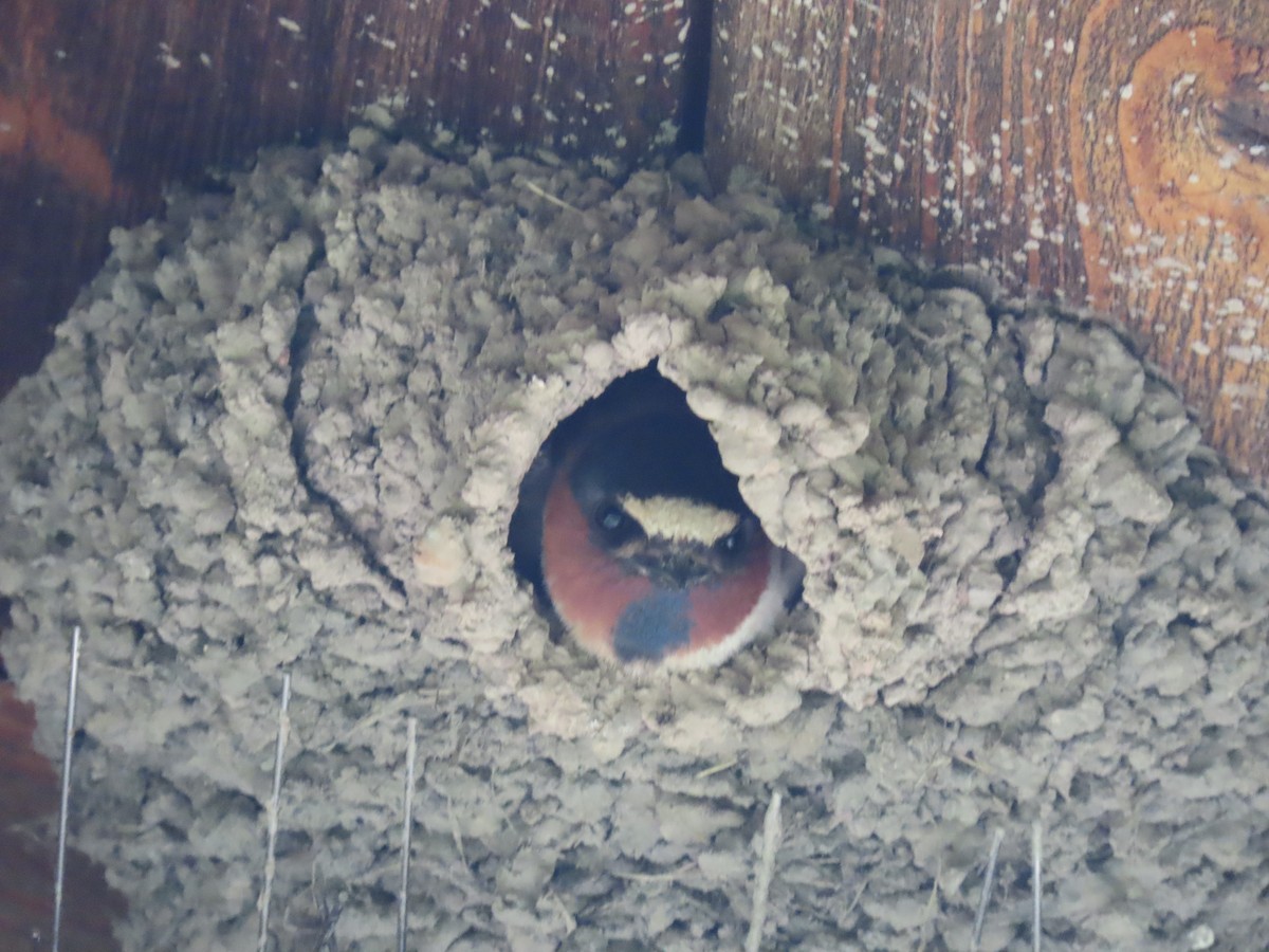 Cliff Swallow - ML641880536