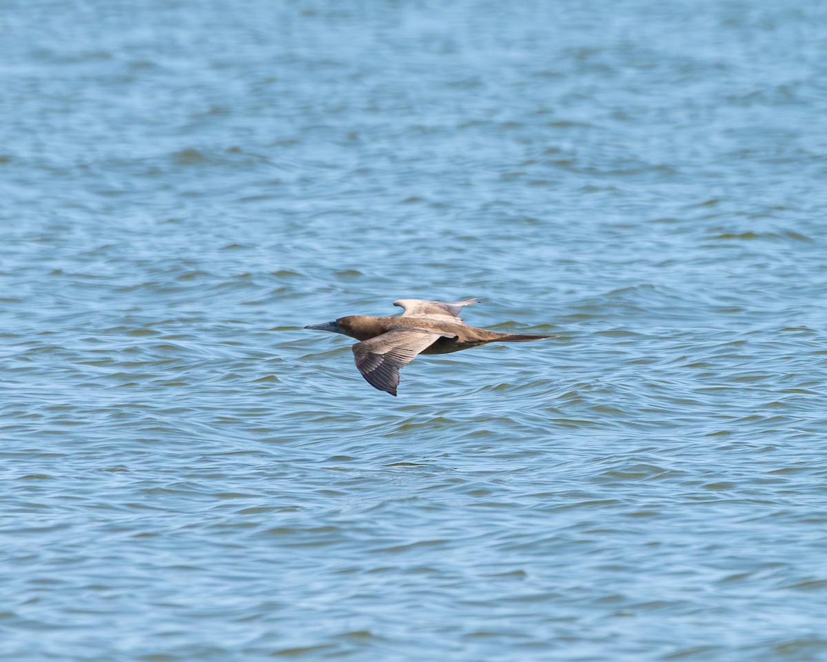 Brown Booby - ML641880542