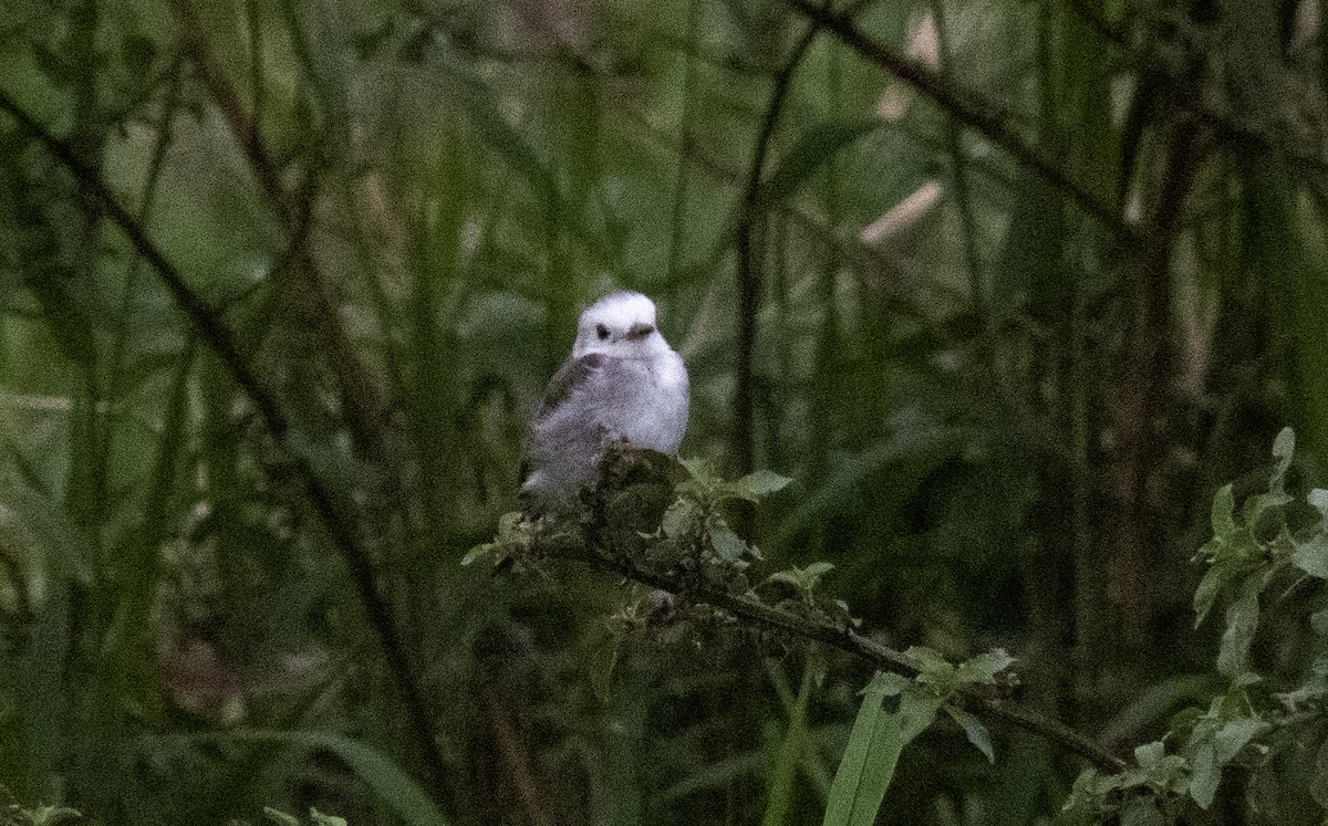 White-headed Marsh Tyrant - ML641880550