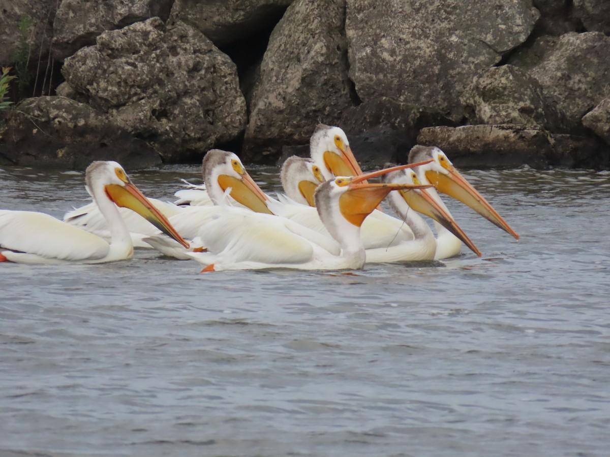 American White Pelican - ML641880584
