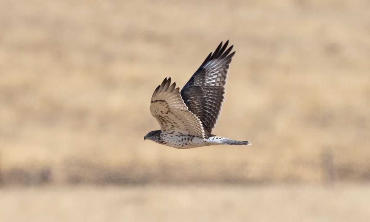 Ferruginous Hawk - ML641880597