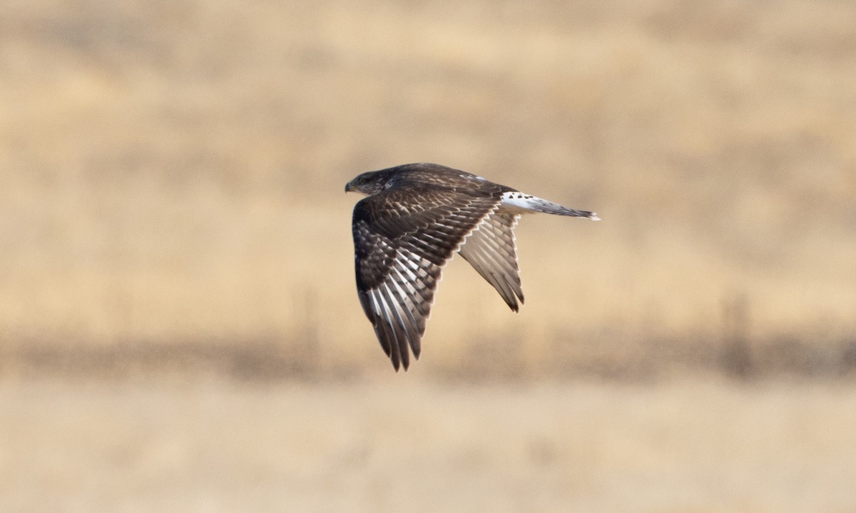 Ferruginous Hawk - ML641880599