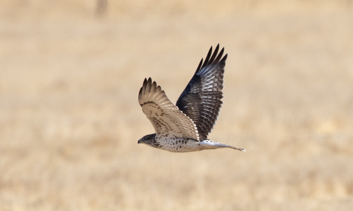Ferruginous Hawk - ML641880600