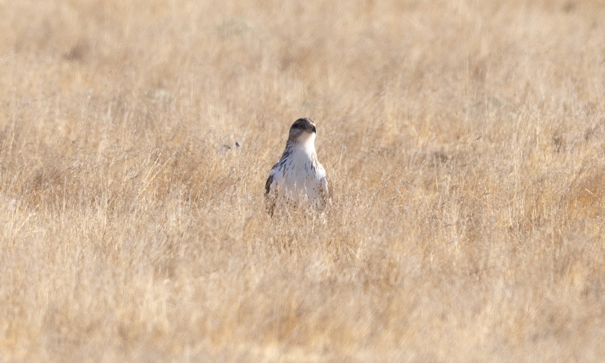 Ferruginous Hawk - ML641880601
