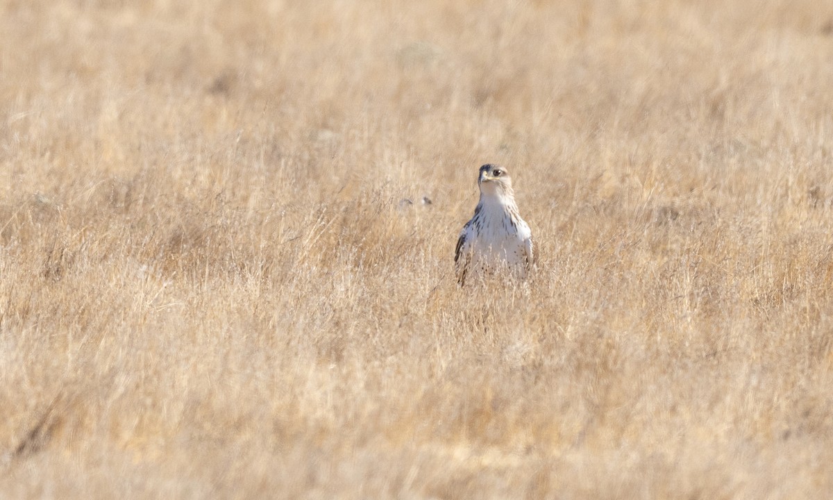 Ferruginous Hawk - ML641880602