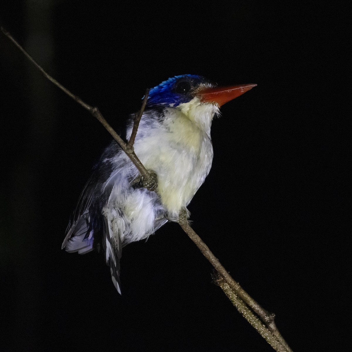 Moluccan Dwarf-Kingfisher (North Moluccan) - ML641880605