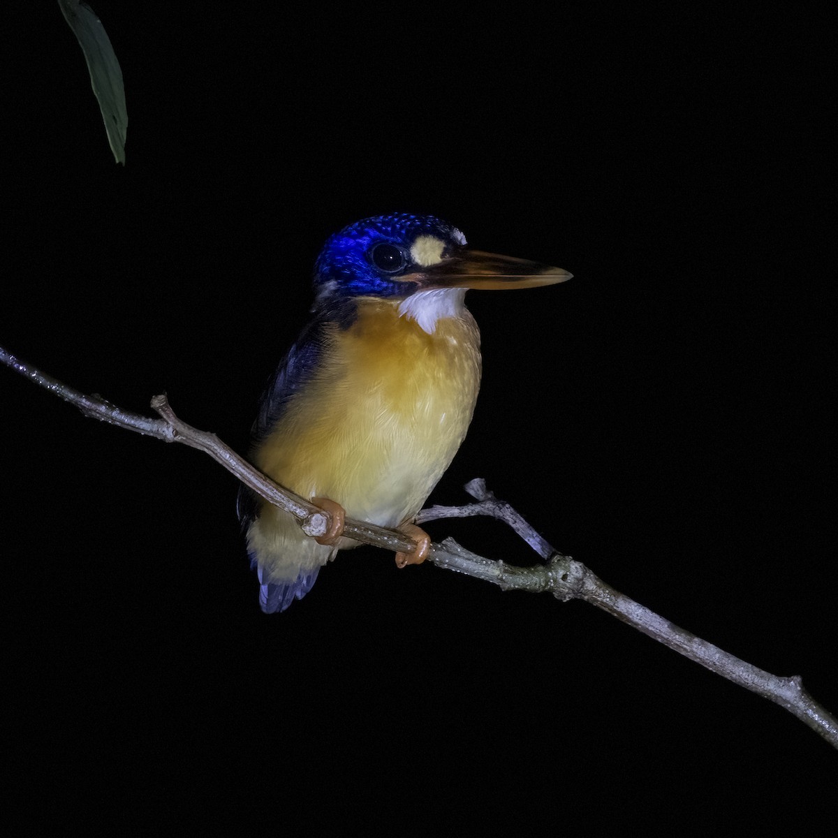 Moluccan Dwarf-Kingfisher (North Moluccan) - ML641880606