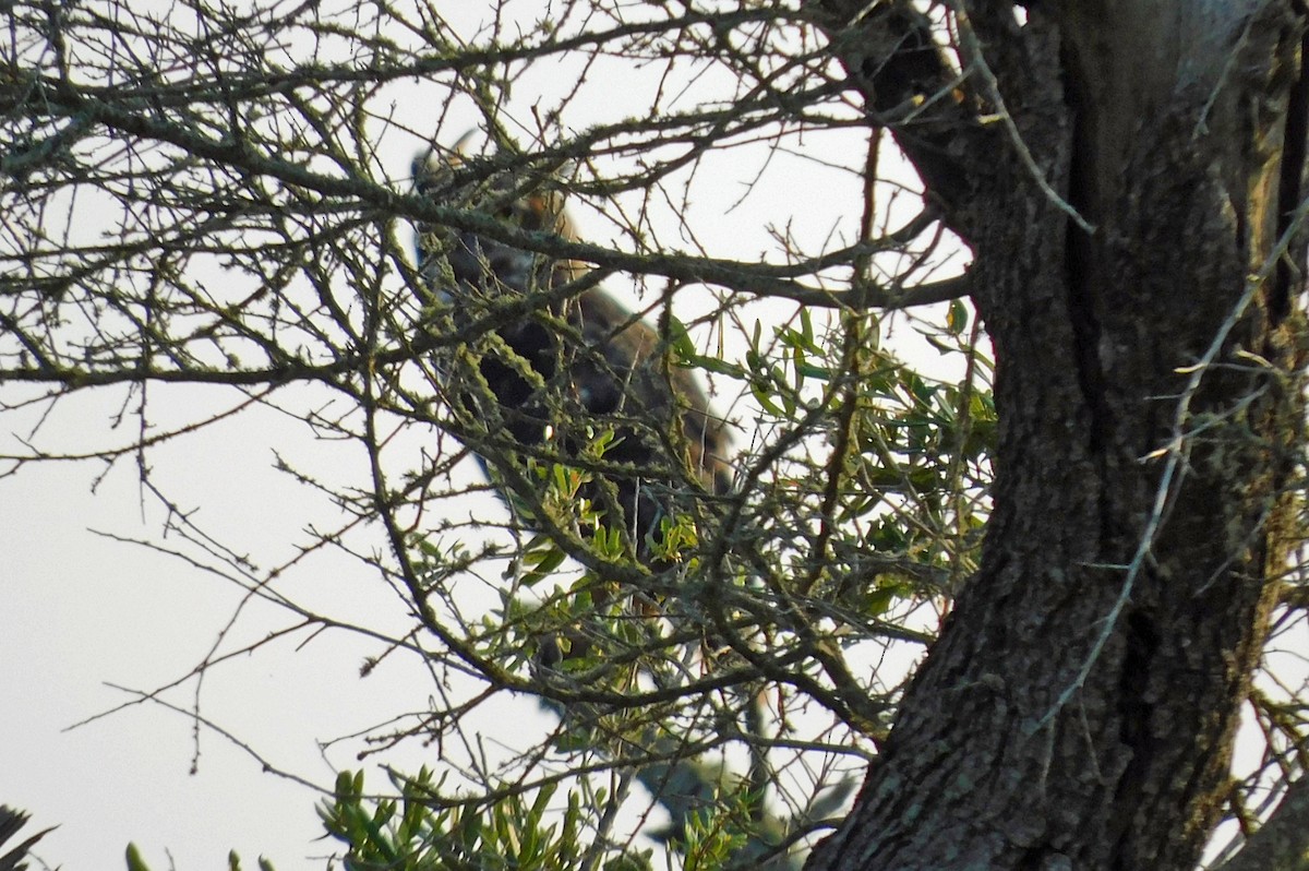 Great Horned Owl - ML641880613