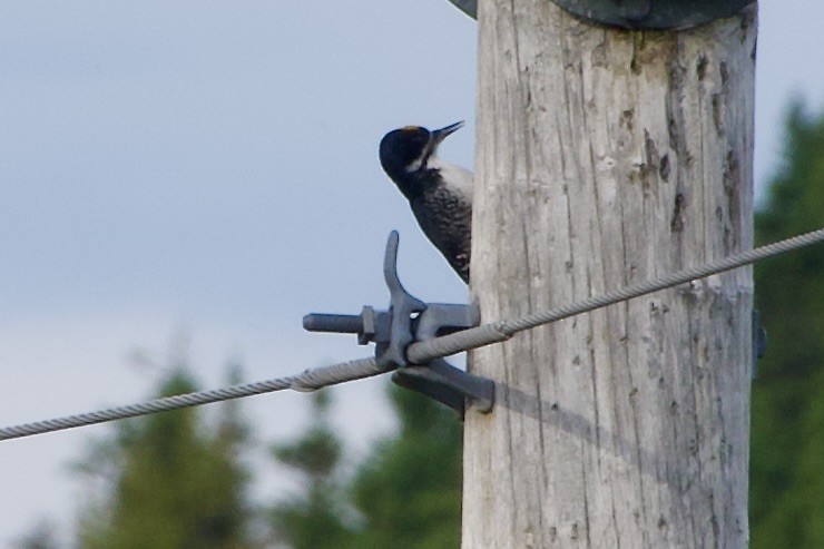 Black-backed Woodpecker - ML641880614