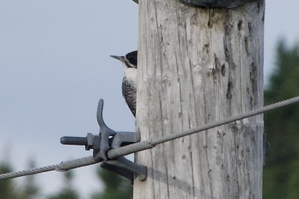 Black-backed Woodpecker - ML641880615