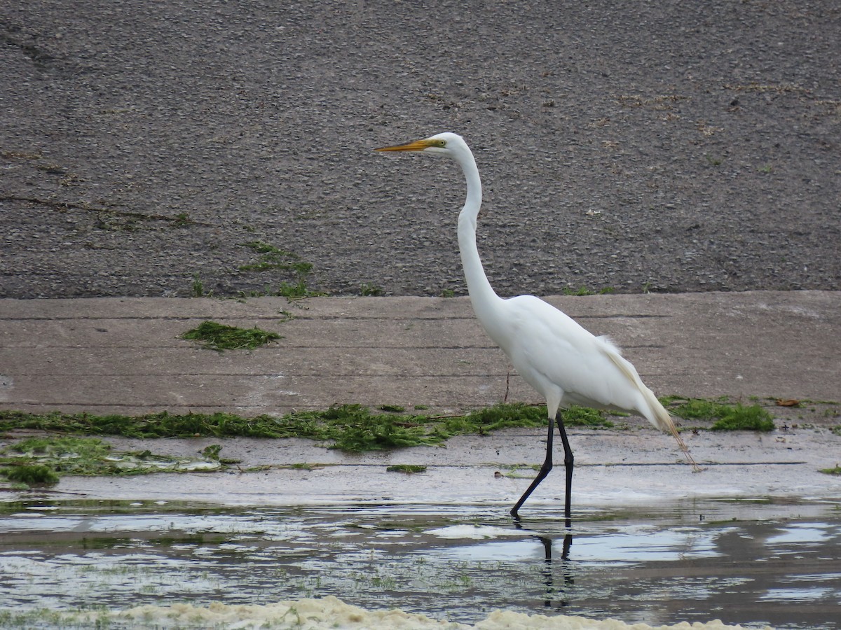 Great Egret - ML641880617