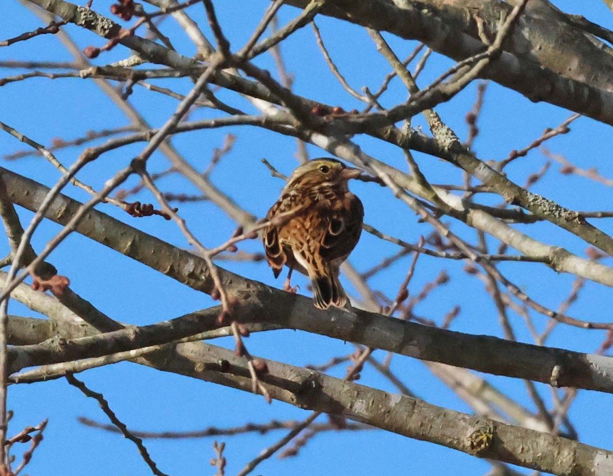 Savannah Sparrow - ML641880641