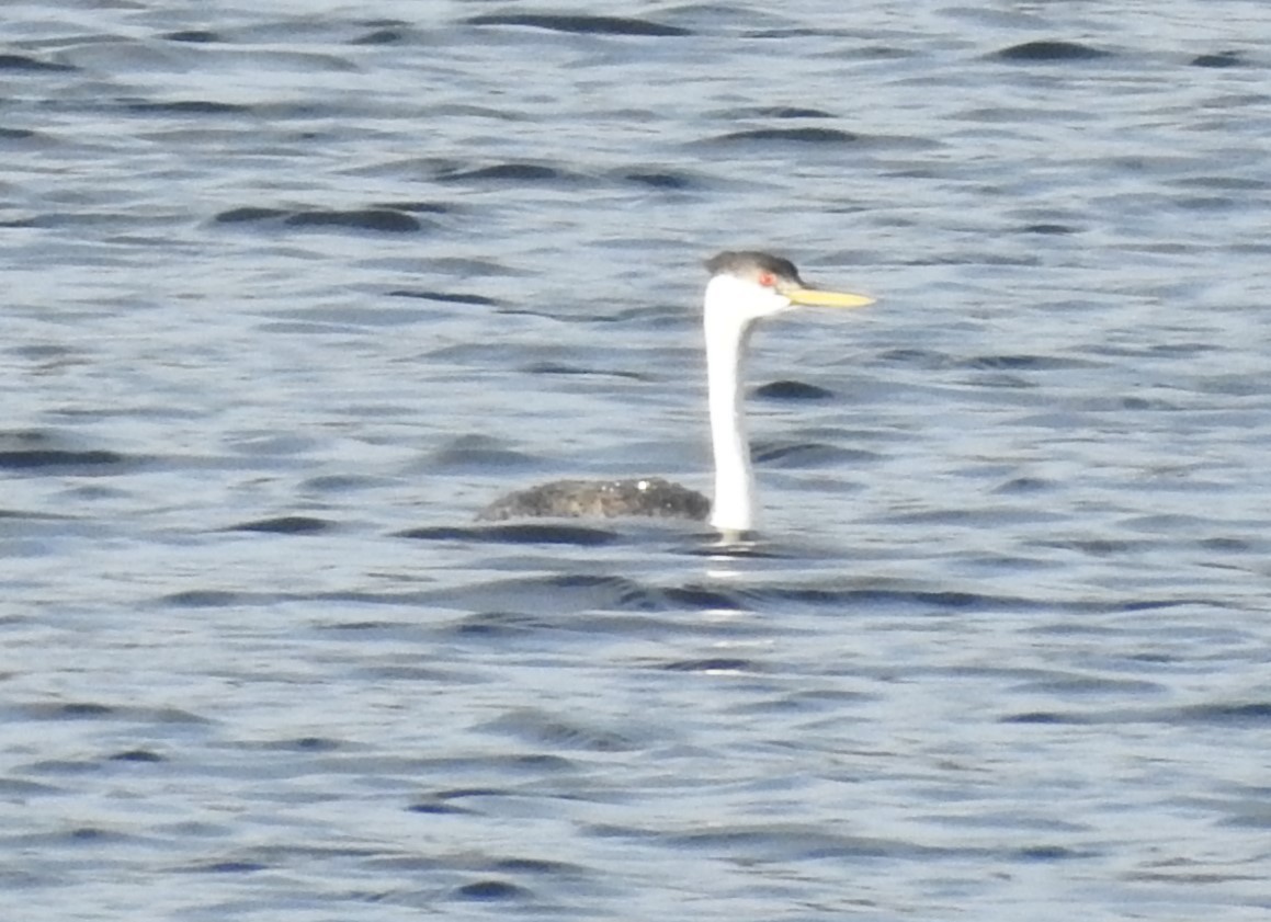 Clark's Grebe - ML641880649