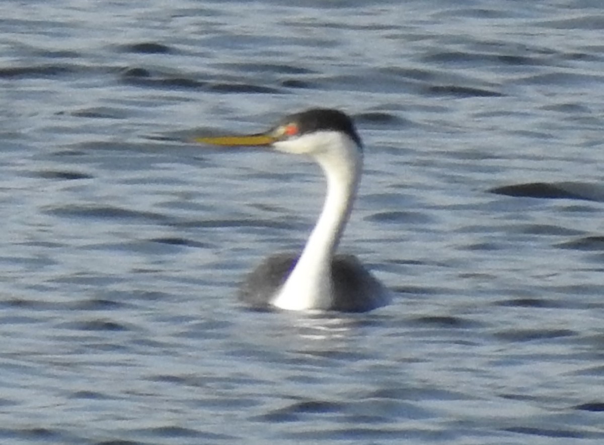 Clark's Grebe - ML641880650