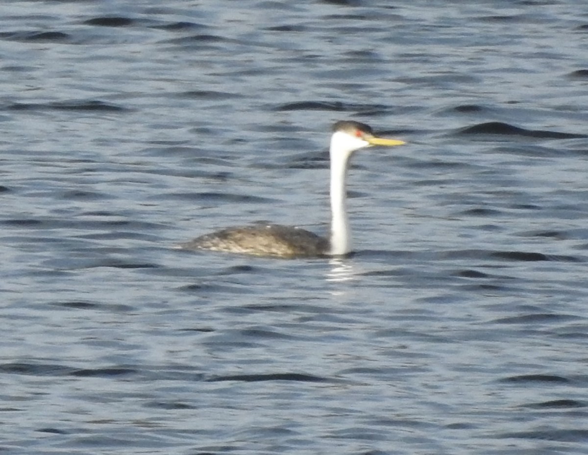 Clark's Grebe - ML641880651