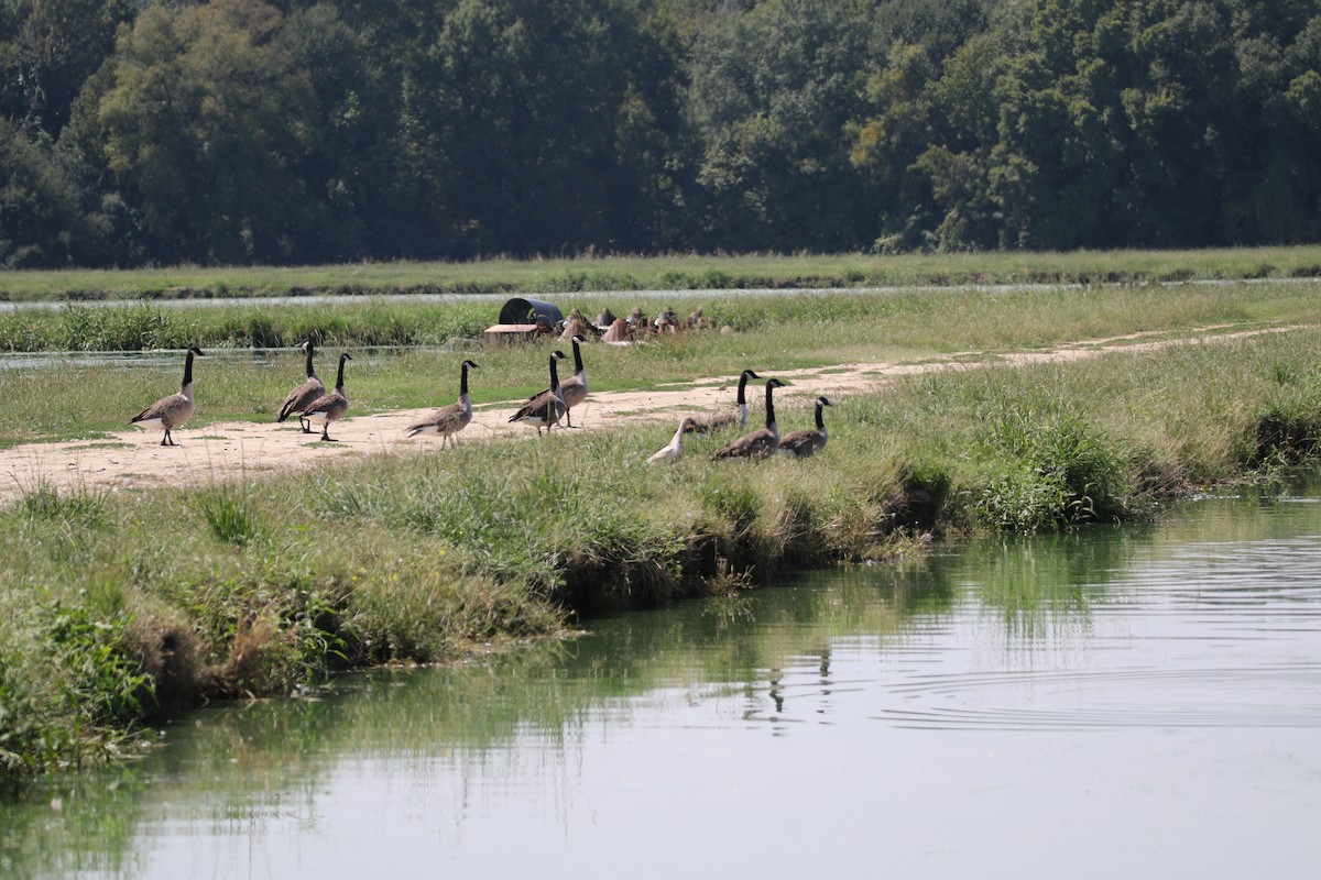 duck sp. - ML641880656