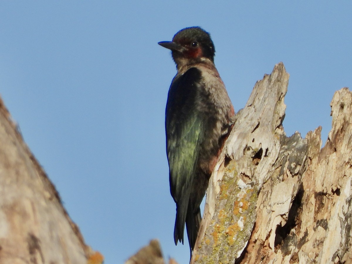 Lewis's Woodpecker - ML641880660