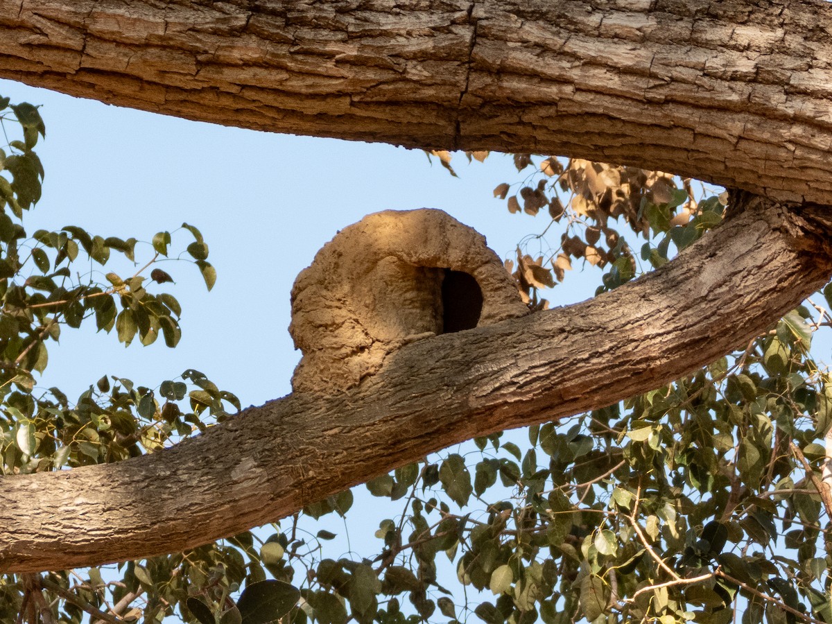 Rufous Hornero - ML641880662