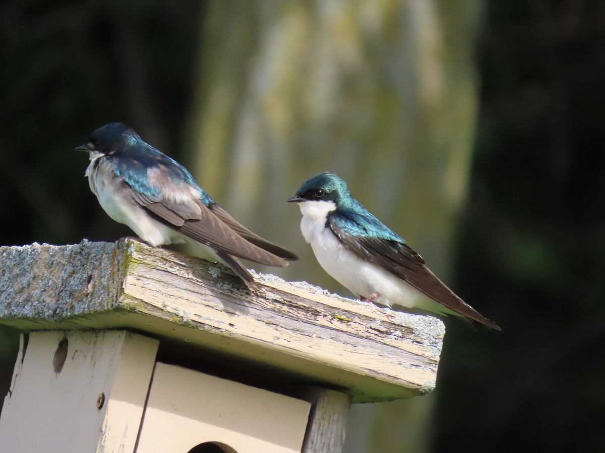 Tree Swallow - ML641880663