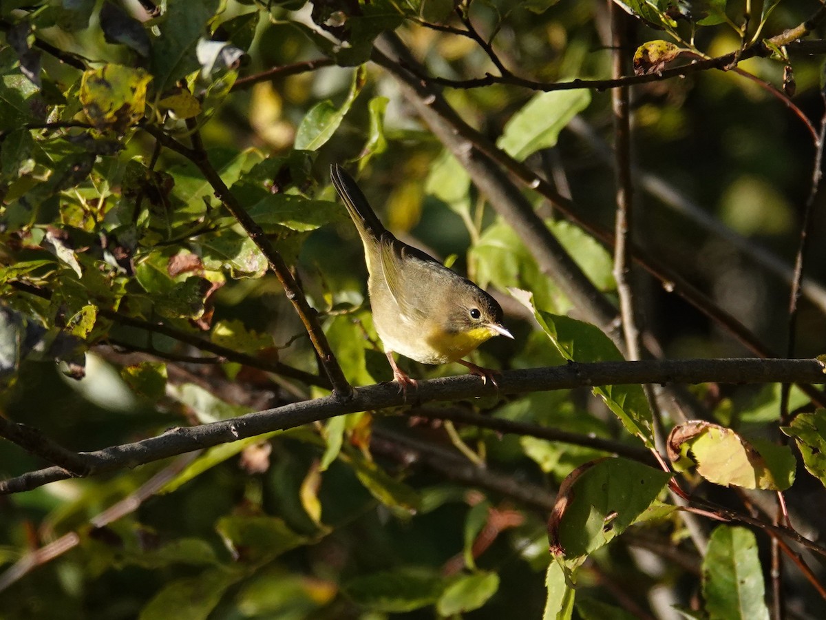 Common Yellowthroat - ML641880668