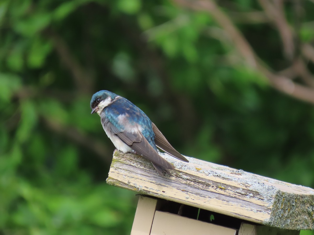 Tree Swallow - ML641880669